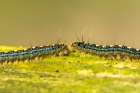 USA-Louisiana-Acadiana Park Nature Station Close-up of tent worms Coastal Print